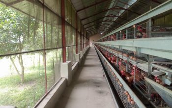 Poultry farm for sale in Abuja