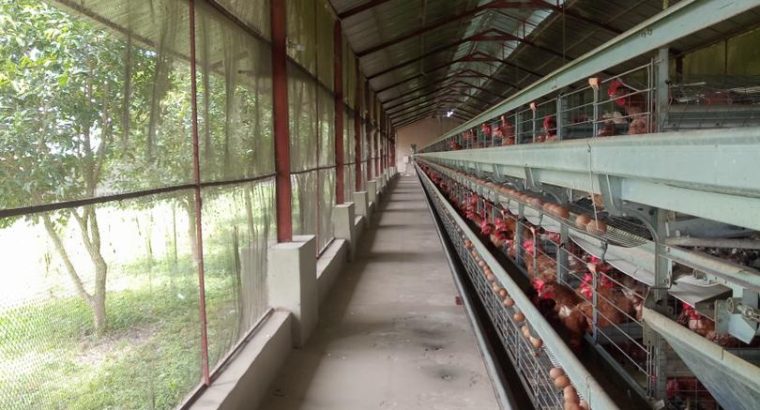 Poultry farm for sale in Abuja